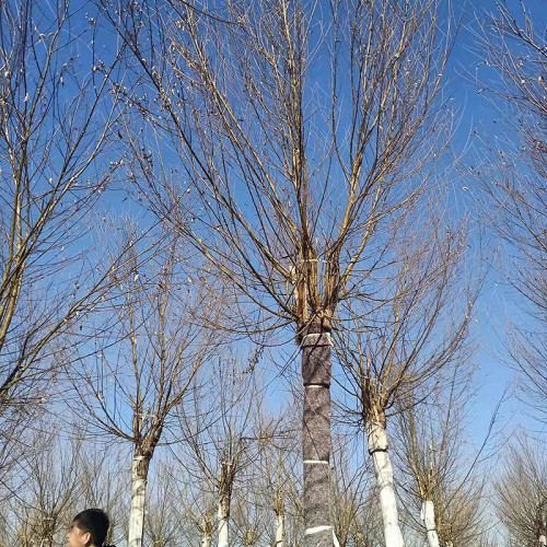 馒头柳树苗 馒头柳树苗大量供应