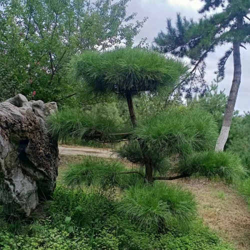 1米白皮松 1米白皮松树苗基地 1米白皮松树苗基地厂家