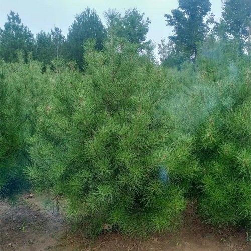 1米5白皮松 1米5白皮松树苗基地 1米5白皮松树苗基地厂家
