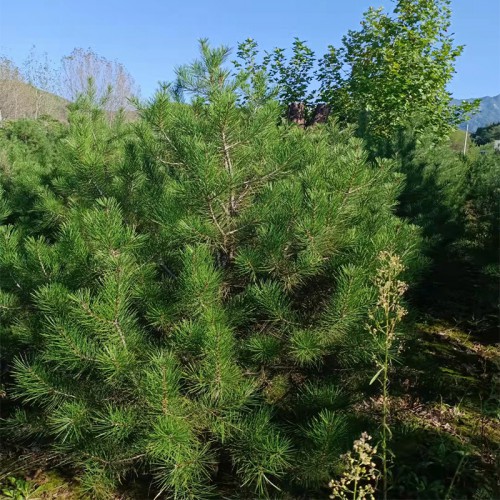 2米白皮松 2米白皮松树苗基地 2米白皮松树苗基地厂家