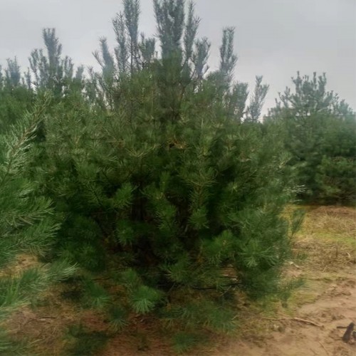 2米5白皮松 2米5白皮松树苗基地 2米5白皮松树苗基地厂家