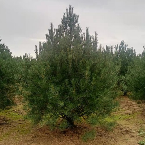 3米白皮松 3米白皮松树苗基地 3米白皮松树苗基地厂家