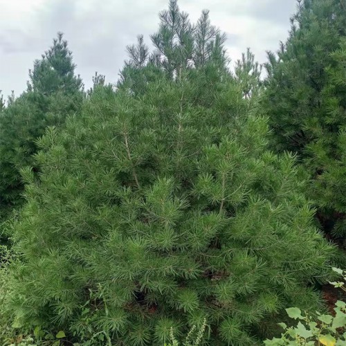 3米5白皮松 3米5白皮松树苗基地 3米5白皮松树苗基地厂家