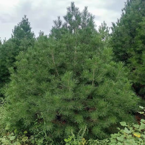 4米白皮松 4米白皮松树苗基地 4米白皮松树苗基地厂家