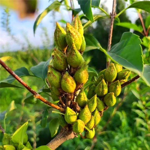 1年2年连翘树苗 山西药用大果连翘苗价格