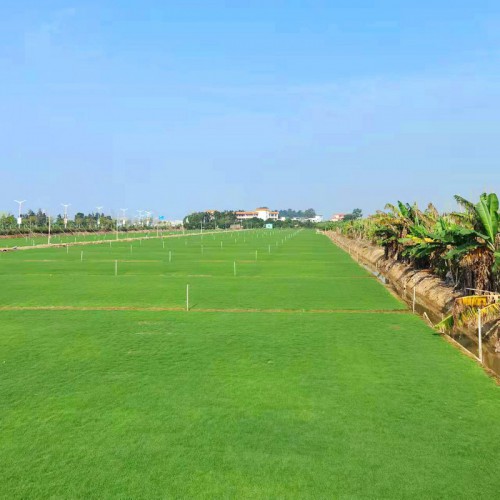 真草坪 绿化草坪 户外园林绿化草坪