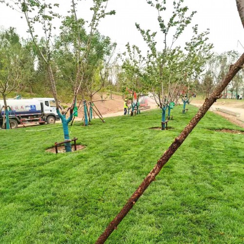 绿化养护 草坪植被绿化养护工程 播种草籽花籽