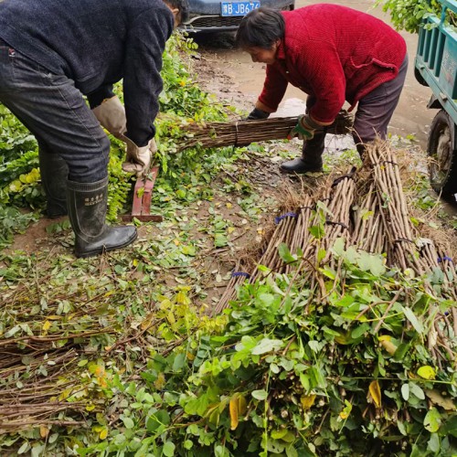 刺槐 刺槐价格  刺槐批发
