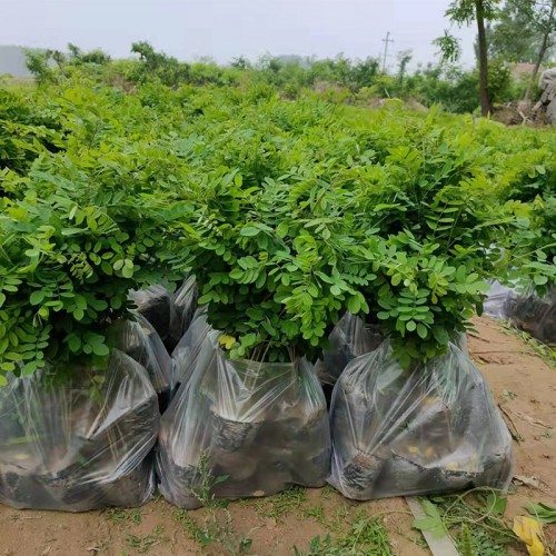 紫穗槐营养体批发  紫穗槐营养体批发