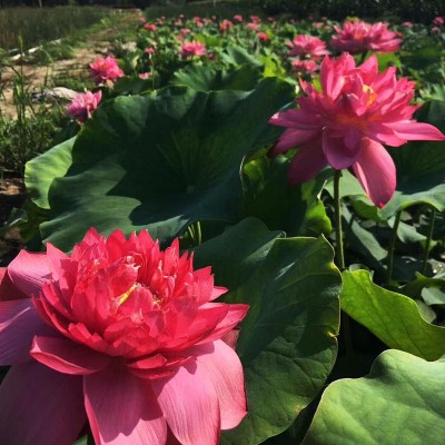 荷花苗 水生观赏荷花苗 基地种植荷花苗