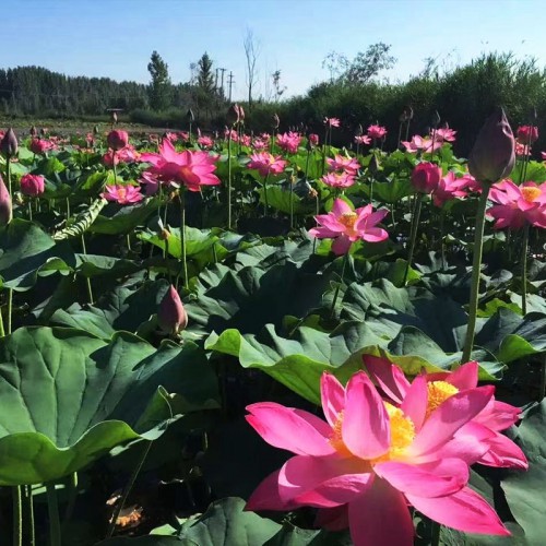 荷花苗 观赏荷花苗 种植荷花苗
