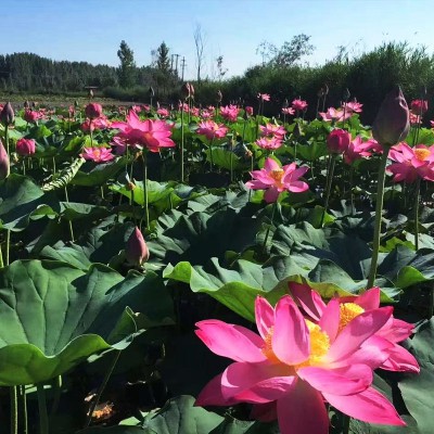 荷花苗 观赏荷花苗 种植荷花苗