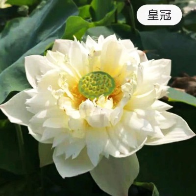 荷花苗 荷花苗基地 荷花苗厂家