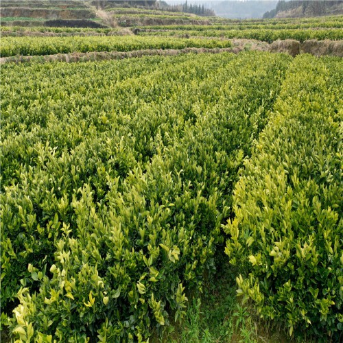 园丰脐橙脐橙苗批发 湖南湘西园丰脐橙脐橙苗