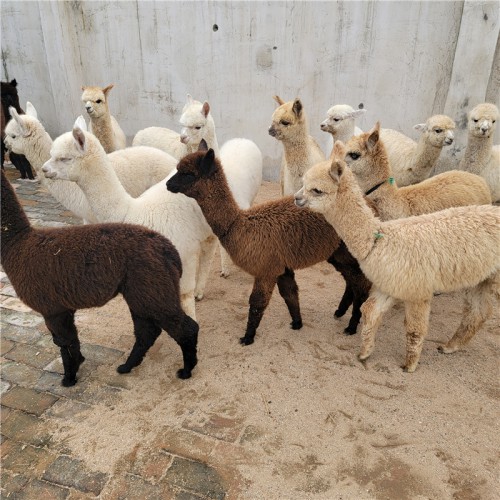 羊驼  羊驼养殖租售 羊驼售卖价格