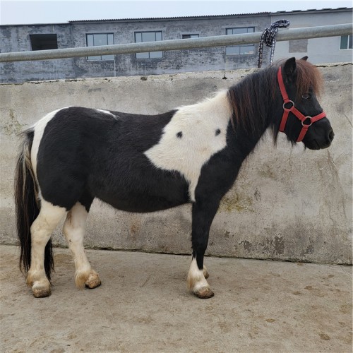 马匹 设特兰矮马 设特兰矮马租售