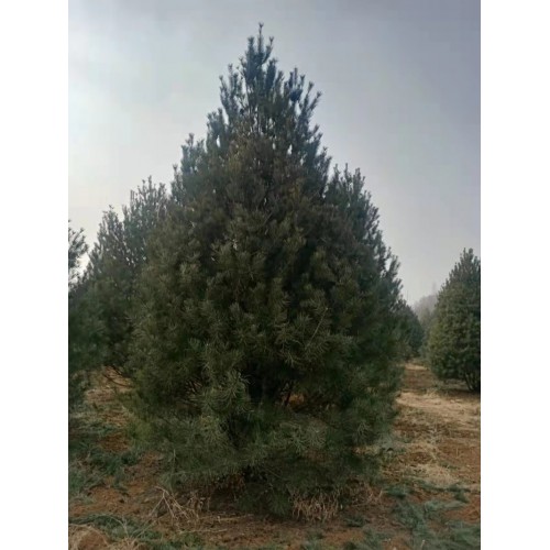 5米白皮松 白皮松种植基地  白皮松批发