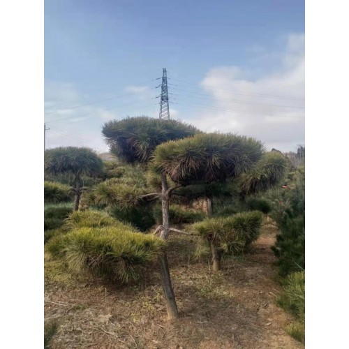 造型油松 造型油松种植基地 造型油松批发