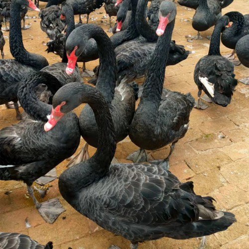 黑天鹅养殖场黑天鹅苗价格观赏成年黑天鹅