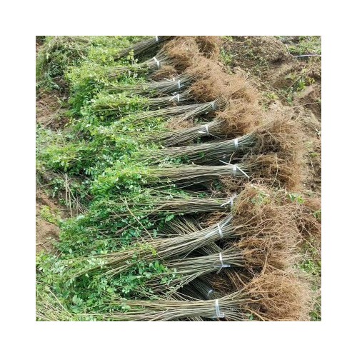 基地批发刺槐 优质刺槐苗批发 规格齐全