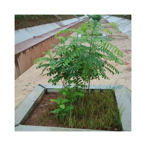 紫穗槐小苗 紫穗槐小苗养殖基地