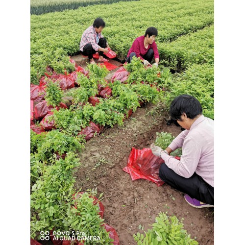 紫穗槐分级 紫穗槐苗基地直销 紫穗槐护坡苗存活率高