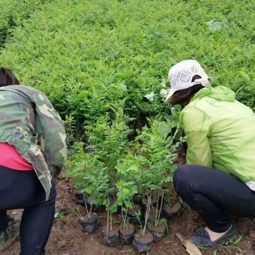 紫穗槐杯苗超低价 优质绿化杯苗现货供应