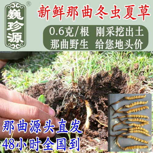 新鲜冬虫夏草 西藏那曲野生头期冬虫夏草批发 新鲜虫草价格