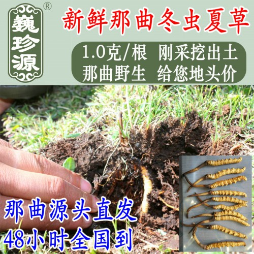 西藏那曲新鲜冬虫夏草 1克每根 野生头期新鲜虫草价格特惠