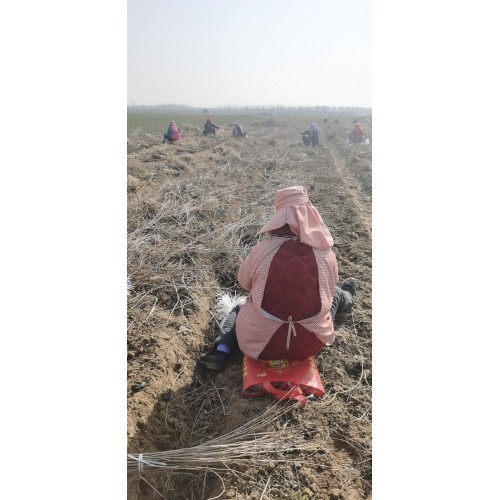 紫穗槐培育 紫穗槐绿化工程 生长周期快存活率高