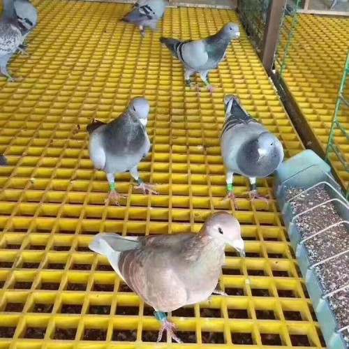 玻璃钢格栅系列 养殖格栅