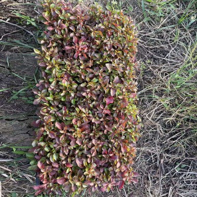 五色草穴盘种苗 五色草穴盘种苗系列厂家