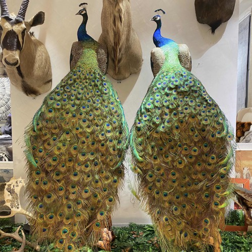 孔雀标本 蓝孔雀标本摆件 开屏花孔雀标本 出售白孔雀标本