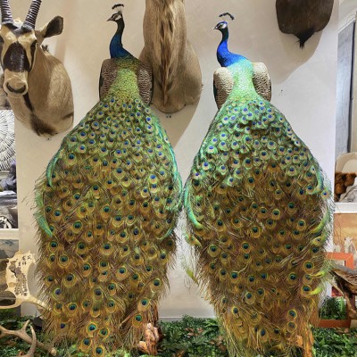 孔雀标本 蓝孔雀标本摆件 开屏花孔雀标本 出售白孔雀标本