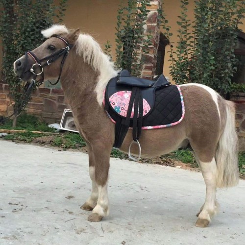 矮马 设特兰矮马养殖 出售德宝矮马 宠物矮脚马