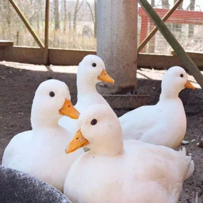 柯尔鸭 柯尔鸭种苗养殖 出售网红宠物鸭