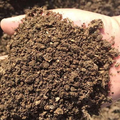 羊粪 发酵羊粪 晒干羊粪