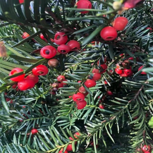 红豆杉苗 红豆杉苗批发