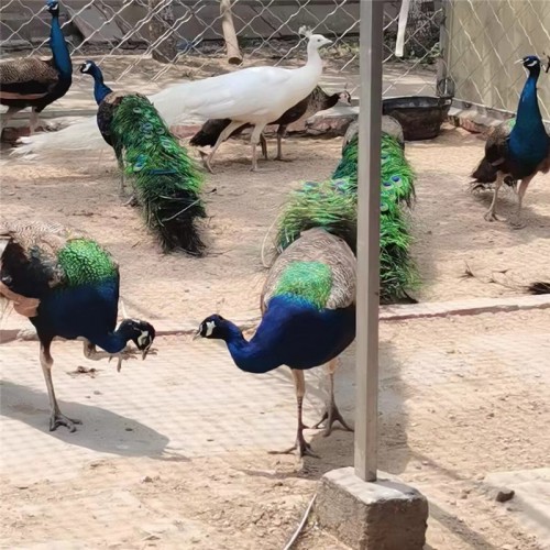 孔雀 养殖出售 景区动物园成年观赏孔雀