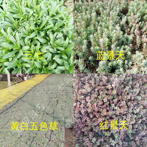五色草苗圃出售 园林绿化 植物 立体花坛 绿雕 景观造型