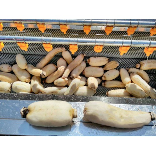 义康牌 毛棍清洗机 苹果清洗机  土豆清洗机