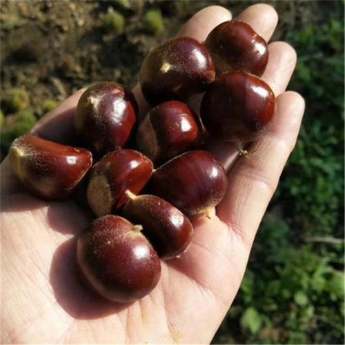 现摘正宗迁西栗子 香甜可口 生板栗