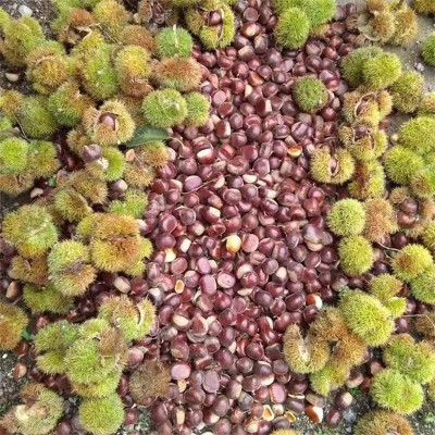 当季鲜板栗  新鲜板栗