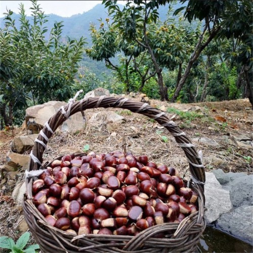 当季鲜板栗  迁西 板栗 新鲜板栗