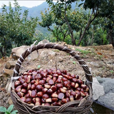 当季鲜板栗  迁西 板栗 新鲜板栗