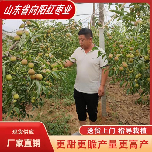 山东冬枣苗