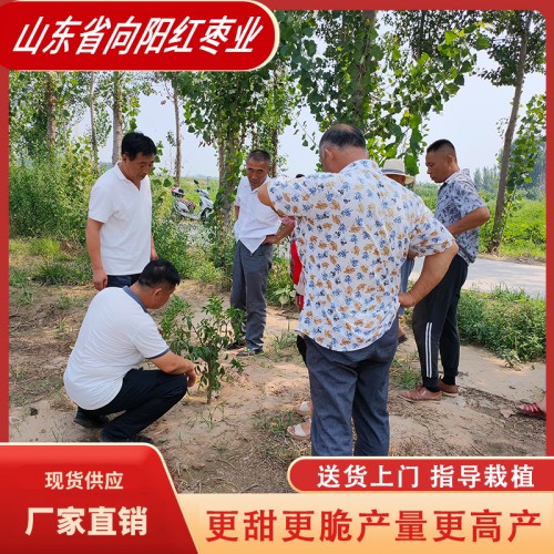 二代葫芦枣 葫芦枣苗 葫芦枣树苗