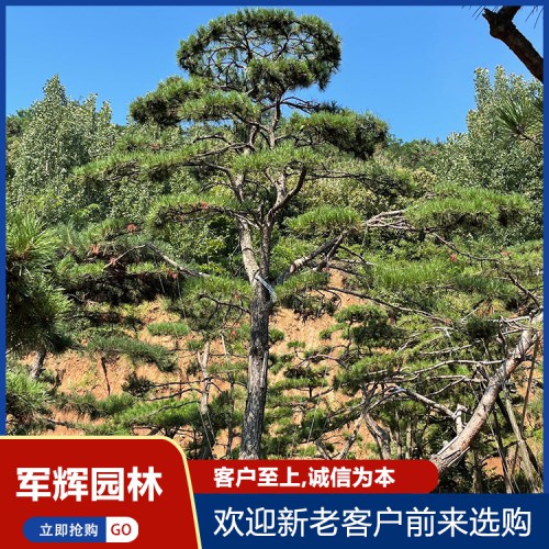 绿化3米造型油松