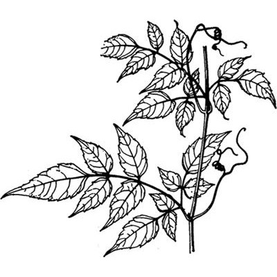 显齿蛇葡萄叶提取物