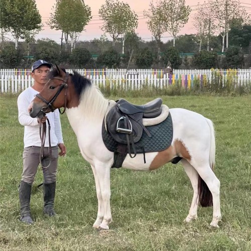 宏图厂家直供 景区袖珍矮马 宠物马 迷你马 养殖德保矮马 马